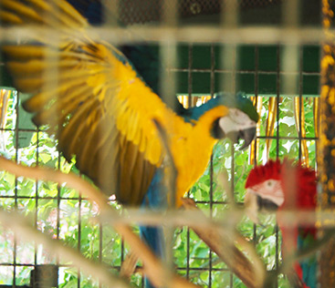 Blue and Gold Macaw -Poncho - The Zoo in Forest Park - photo by Luxury Experience