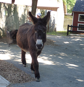 Mikey The Paitour Donkey - Zoo in Forest park Education Center- Springfield, MA - photos by Luxury Experience