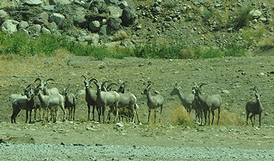 Big Horn Sheep and Wild Horses of Nevada - photo by Luxury Experience