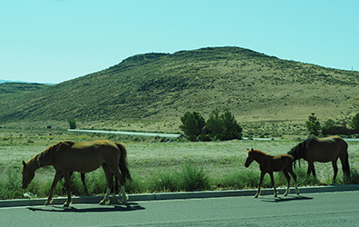 Wild Horses of Nevada - photo by Luxury Experience