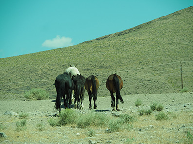 Wild Horses of Nevada - photo by Luxury Experience