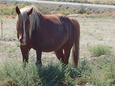 Wild Horse - Sierra Nevada - Sonny Boys Tours - Reno, Nevada - photo by Luxury Experience
