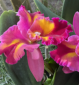 Cattleya - New York Botanical Garden Orchid Show 2020 - photo by Luxury Experience