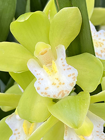 Cymboium - New York Botanical Garden Orchid Show 2020 - photo by Luxury Experience