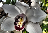 Cymboium - New York Botanical Garden Orchid Show 2020 - photo by Luxury Experience