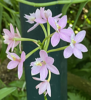 Epidendrum - New York Botanical Garden Orchid Show 2020 - photo by Luxury Experience