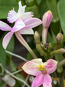 Epidendrum - New York Botanical Garden Orchid Show 2020 - photo by Luxury Experience