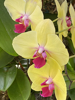 Moth Orchid - New York Botanical Garden Orchid Show 2020 - photo by Luxury Experience
