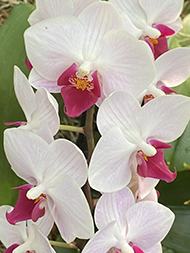 Moth - New York Botanical Garden Orchid Show 2020 - photo by Luxury Experience