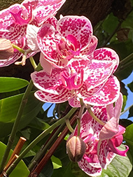 Moth - New York Botanical Garden Orchid Show 2020 - photo by Luxury Experience
