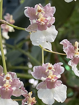 Oncidium - New York Botanical Garden Orchid Show 2020 - photo by Luxury Experience
