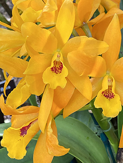 Orange Orchid - New York Botanical Garden Orchid Show 2020 - photo by Luxury Experience