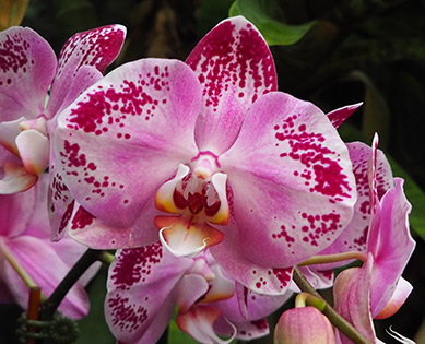 Orchid - New York Botanical Garden Orchid Show 2020 - photo by Luxury Experience