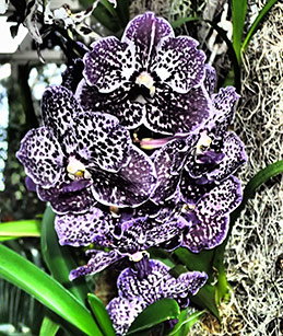 Vanda - New York Botanical Garden Orchid Show 2020 - photo by Luxury Experience