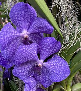 Vanda - New York Botanical Garden Orchid Show 2020 - photo by Luxury Experience