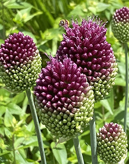 Allium and a Bee - Rutgers Gardens - Photo by Luxury Experience