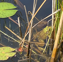 frog in Lilly Pond - Rutgers Gardens - photo by Luxury Experience