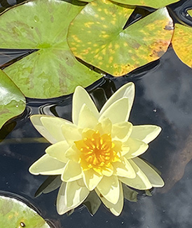 water Lilly - Rutgers Gardens - photo by Luxury Experience