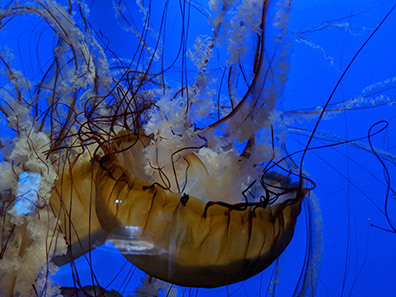 Pacific Sea Nettle  - The Maritime Aquarium at Norwalk, CT - photo by Luxury Experience