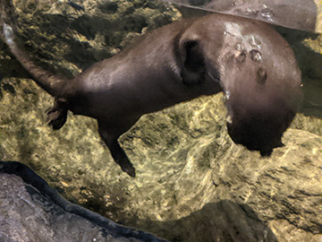 River Otter - The Maritime Aquarium at Norwalk, CT - photo by Luxury Experience