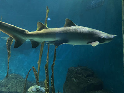 Shark - The Maritime Aquarium at Norwalk, CT - photo by Luxury Experience 