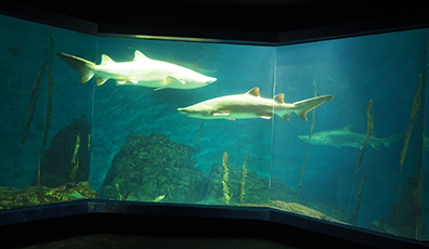 Shark Tank  - The Maritime Aquarium at Norwalk, CT - photo by Luxury Experience