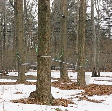 Maple Sap tube collection system - Stamford Museum & Nature Center - photo by Luxury Experience