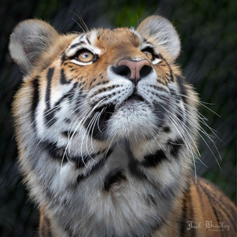 Amur Tiger by Jack Bradley