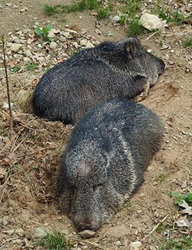 Chacoan Peccaries - photo by Luxury Experience