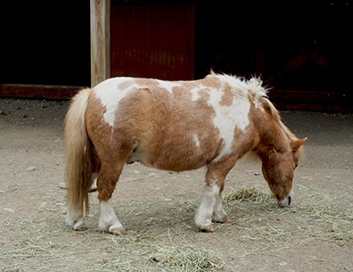 Miniature Horse - photo by Luxury Experience