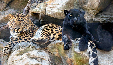 Amur Leopard - Orion and Kallisto - photo by Jack Bradley