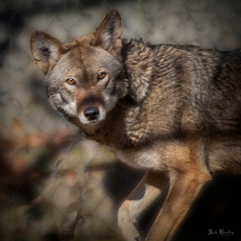 Red Wolf -Kawoni - photo by Jack Bradley