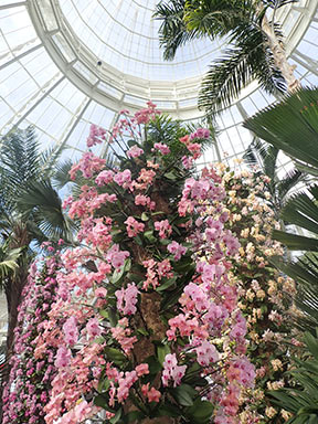 Cascading Orchid - New York Botanical Gardens - Orchid Show 2022 - photo by Luxury Experience