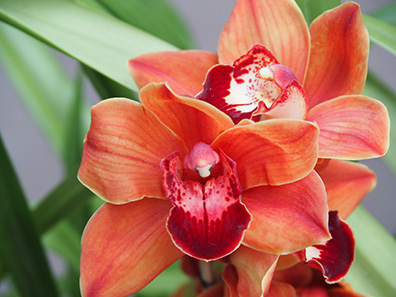 Corsage Orchid - New York Botanical Gardens - Orchid Show 2022 - photo by Luxury Experience