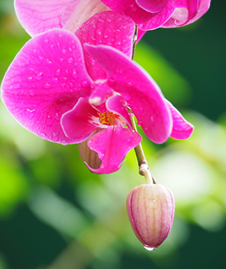 Moth Orchid - New York Botanical Gardens - Orchid Show 2022 - photo by Luxury Experience