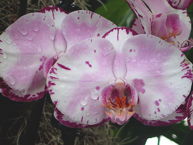 Orchid - New York Botanical Gardens - Orchid Show 2022 - photo by Luxury Experience