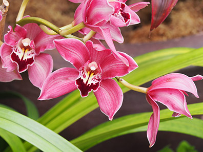 Pink Orchid - New York Botanical Gardens - Orchid Show 2022 - photo by Luxury Experience