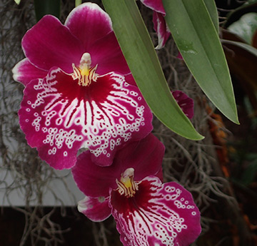 Orchid - New York Botanical Gardens - Orchid Show 2022 - photo by Luxury Experience