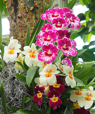 Pansy Orchid - New York Botanical Gardens - Orchid Show 2022 - photo by Luxury Experience