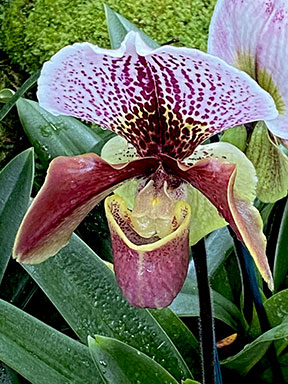 Slipper Orchid - New York Botanical Gardens - Orchid Show 2022 - photo by Luxury Experience