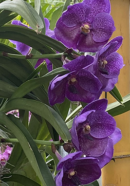 Vanda Orchid - New York Botanical Gardens - Orchid Show 2022 - photo by Luxury Experience