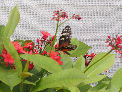 The Maritime Aquarium at Norwalk, CT - Flutter Zone Butterfly Encounter - photo by Luxury Experience