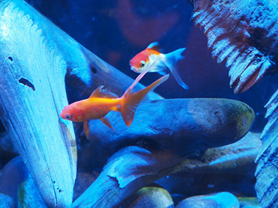The Maritime Aquarium at Norwalk, CT - Fish tank  - photo by Luxury Experience