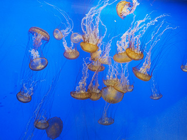 The Maritime Aquarium at Norwalk, CT - Giant Sea Nettle Jellyfish - photo by Luxury Experience