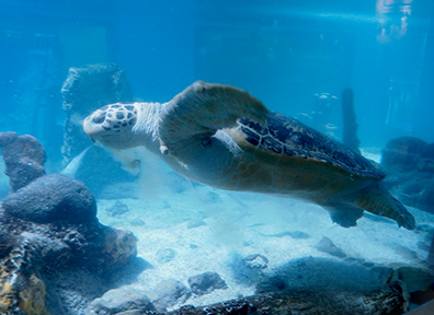 The Maritime Aquarium at Norwalk, CT - Sea Turtle - photo by Luxury Experience