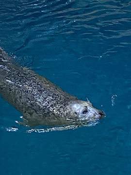 The Maritime Aquarium at Norwalk, CT - Harbor Seal - photo by Luxury Experience