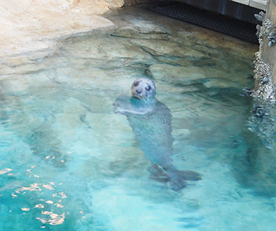 The Maritime Aquarium at Norwalk, CT - Harbor Seal - photo by Luxury Experience
