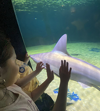 The Maritime Aquarium at Norwalk, CT - Shark - photo by Luxury Experience