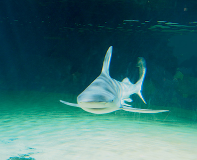 The Maritime Aquarium at Norwalk, CT - Shark - photo by Luxury Experience