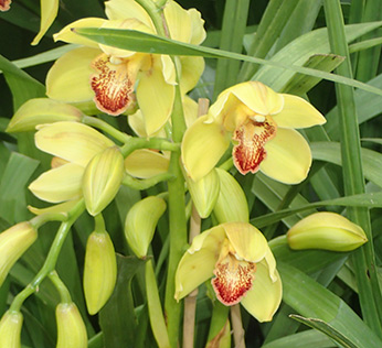 NY Botanical Garden Orchid Show - Cymbidium - Photo by Luxury Experience